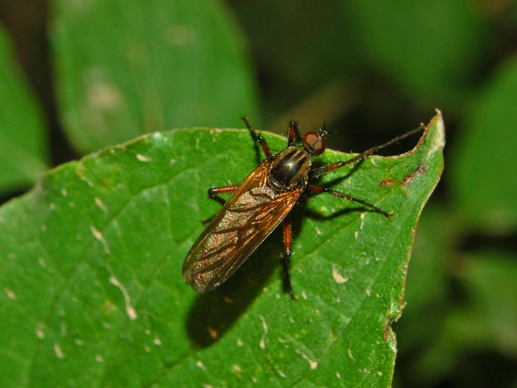 Empis sp. (Empididae)
